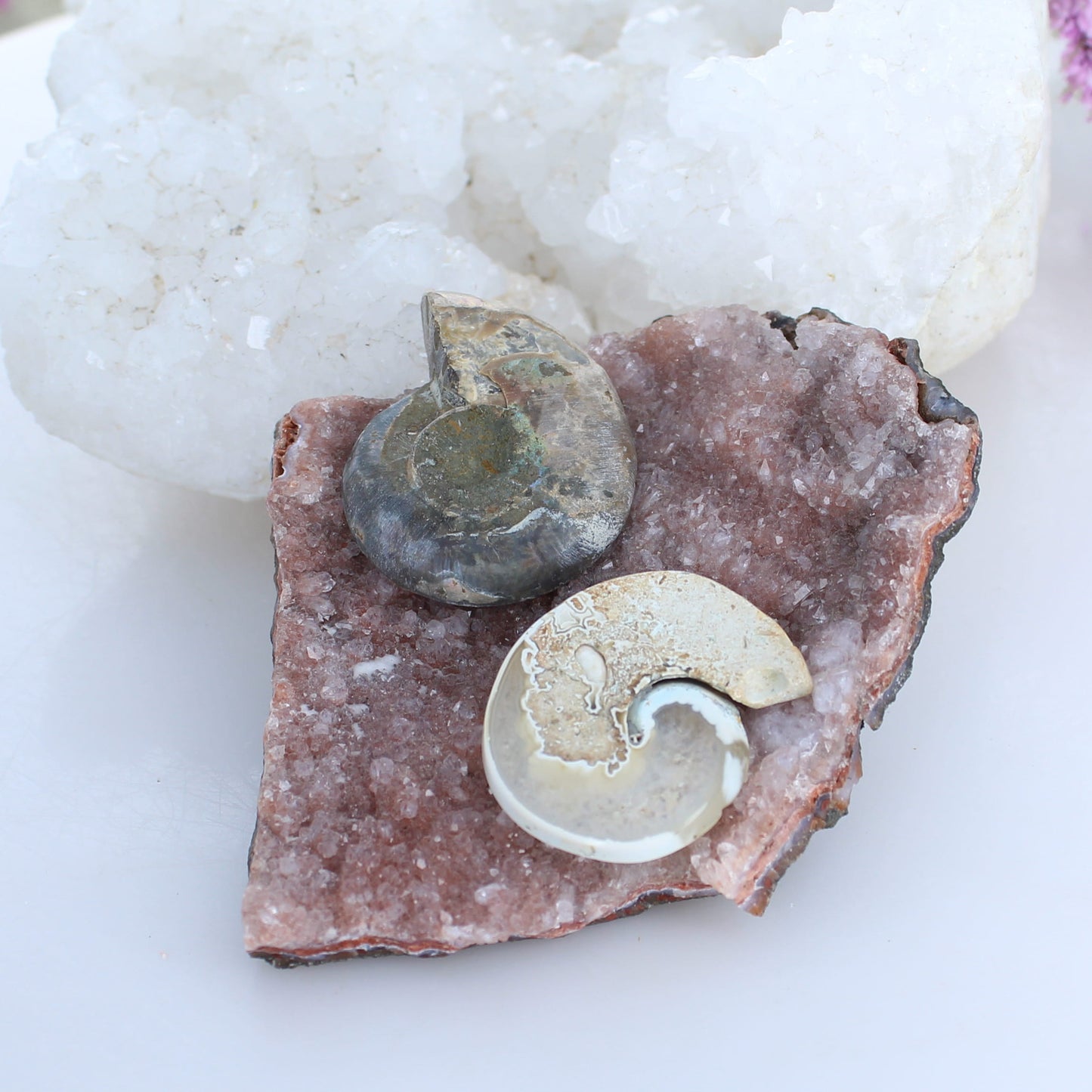 Fossilized Ammonite Cabochons Ready to Set Components -NewWorldGems