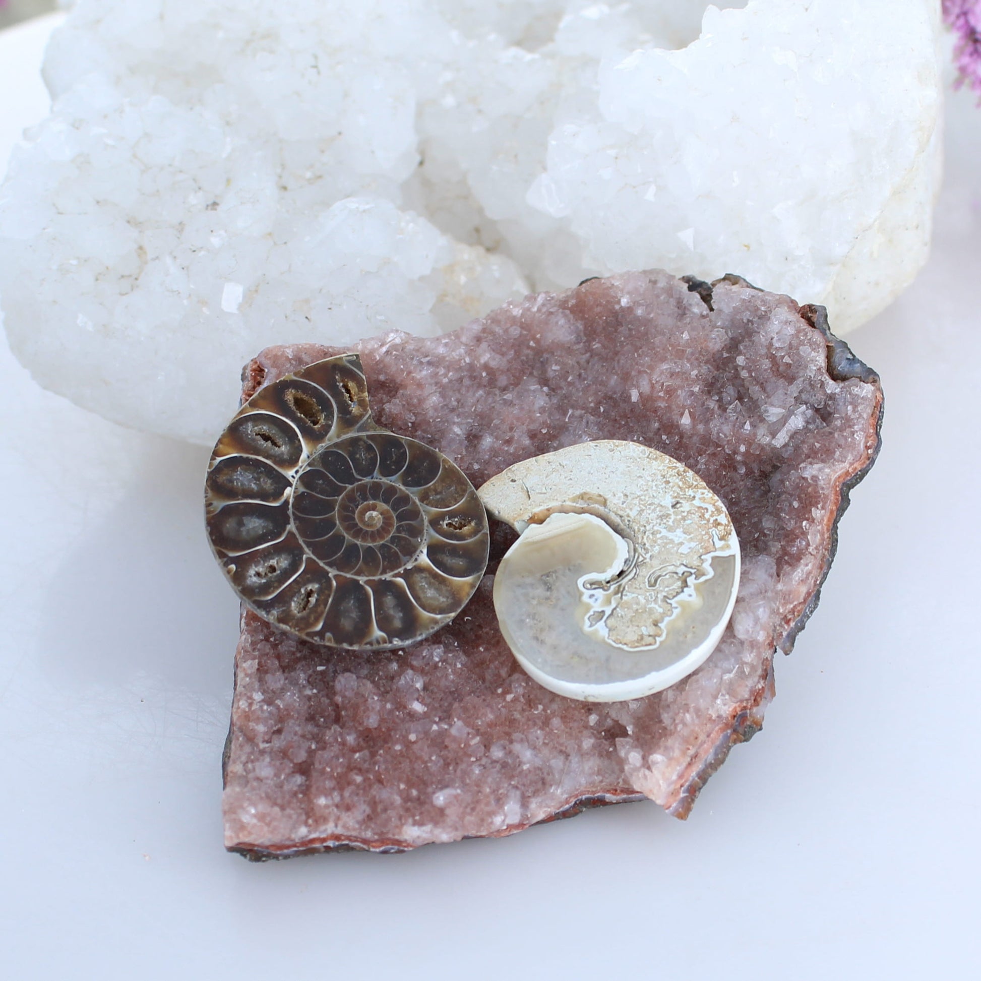 Fossilized Ammonite Cabochons Ready to Set Components -NewWorldGems